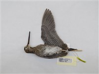 藏品(針尾鷸)的圖片